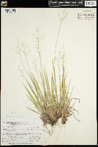 Dichanthelium linearifolium image