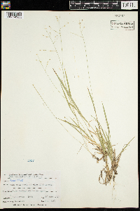 Dichanthelium linearifolium image