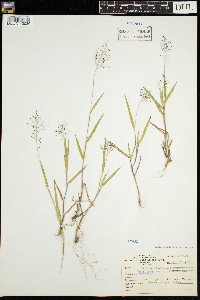 Dichanthelium acuminatum subsp. columbianum image