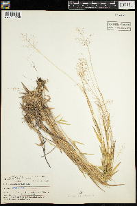 Dichanthelium boreale image