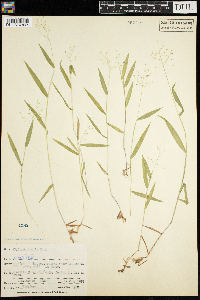 Dichanthelium boreale image