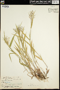 Dichanthelium boreale image