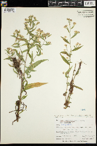 Symphyotrichum lateriflorum image