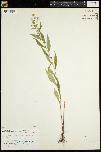 Symphyotrichum lateriflorum image