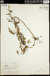 Symphyotrichum lateriflorum image