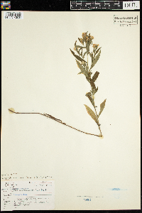 Symphyotrichum lateriflorum image