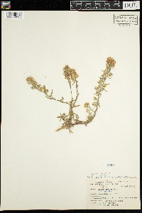 Symphyotrichum ericoides image