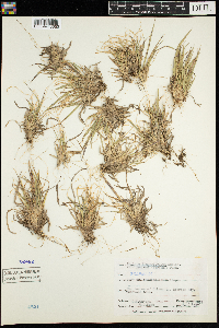 Dichanthelium linearifolium image