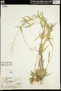 Dichanthelium acuminatum subsp. fasciculatum image