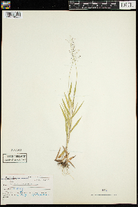 Dichanthelium lanuginosum image