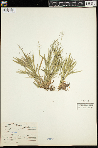 Dichanthelium lanuginosum image