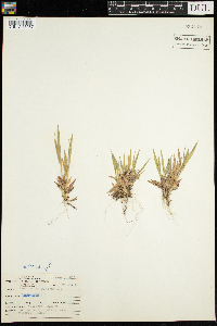 Dichanthelium lanuginosum image