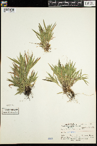 Dichanthelium lanuginosum image