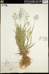 Dichanthelium lanuginosum image