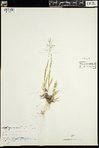 Dichanthelium acuminatum subsp. fasciculatum image