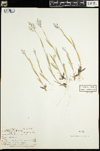 Dichanthelium lanuginosum image