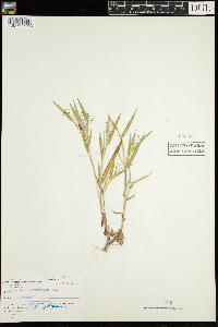 Dichanthelium lanuginosum image