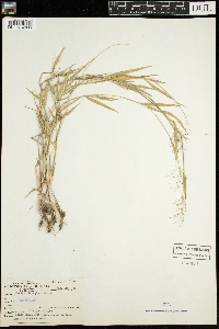 Dichanthelium lanuginosum image