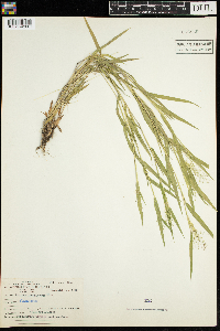 Dichanthelium lanuginosum image