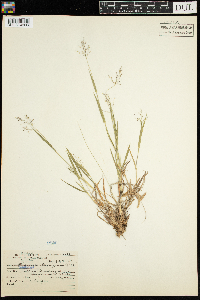 Dichanthelium lanuginosum image