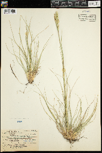 Danthonia spicata image