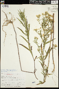 Symphyotrichum lanceolatum var. lanceolatum image