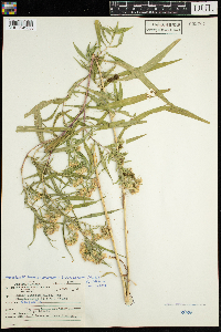 Symphyotrichum lanceolatum var. lanceolatum image