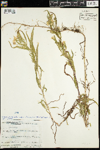 Symphyotrichum lanceolatum var. lanceolatum image