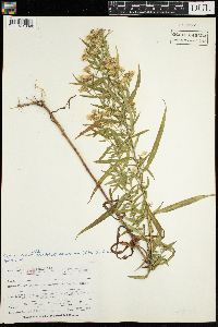 Symphyotrichum lanceolatum var. lanceolatum image