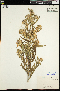 Symphyotrichum lanceolatum var. lanceolatum image