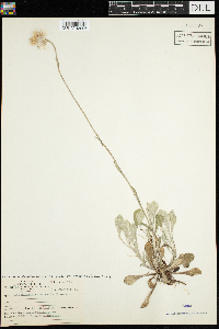 Antennaria howellii subsp. canadensis image