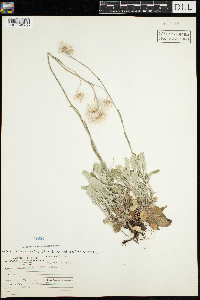 Antennaria parlinii subsp. fallax image