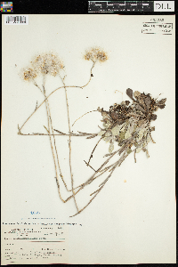 Antennaria parlinii subsp. fallax image