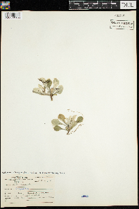 Antennaria parlinii subsp. fallax image