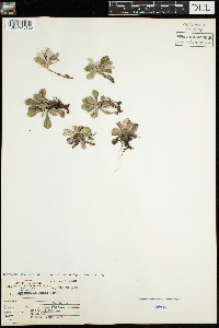 Antennaria parlinii subsp. fallax image