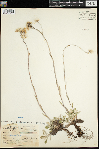 Antennaria parlinii subsp. fallax image