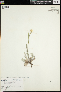 Antennaria parlinii subsp. fallax image