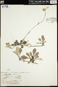 Antennaria parlinii subsp. fallax image