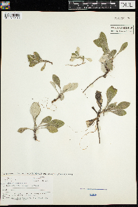 Antennaria parlinii subsp. fallax image