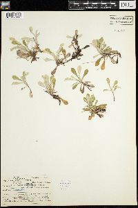 Antennaria neglecta image