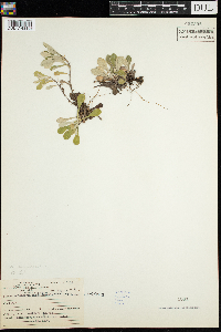 Antennaria neglecta image