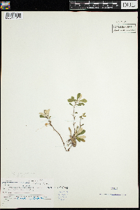 Antennaria neglecta image