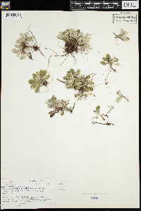 Antennaria neglecta image