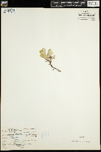 Antennaria neglecta image