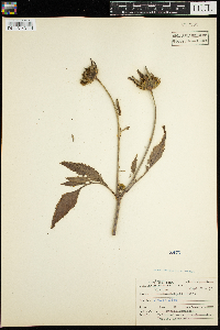 Bidens vulgata image