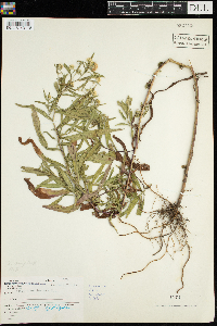 Symphyotrichum praealtum image