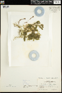 Elodea canadensis image