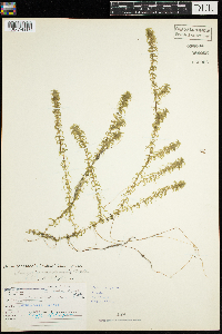 Elodea canadensis image