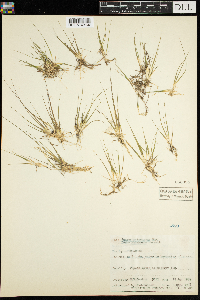 Media resource of Juncus pelocarpus