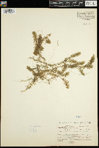 Elodea canadensis image